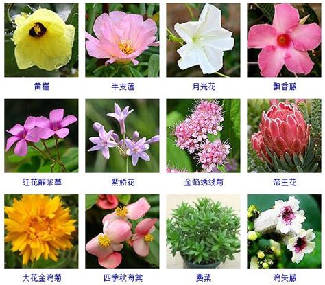 花的名字和图片|花名大全